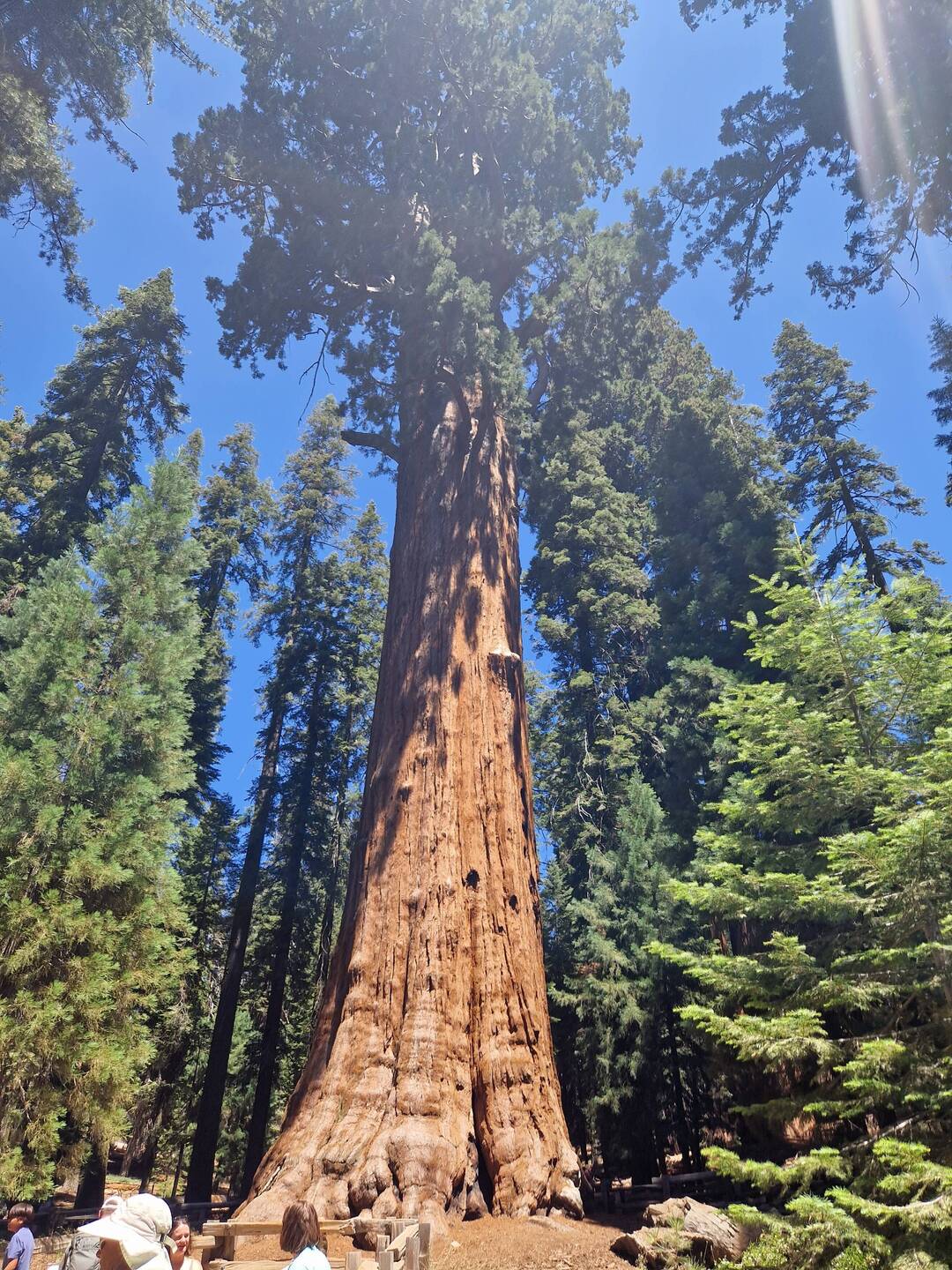Der General Sherman Tree ist der voluminöseste lebende Riesenmammutbaum der Erde.