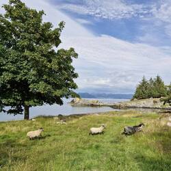 Lidøy