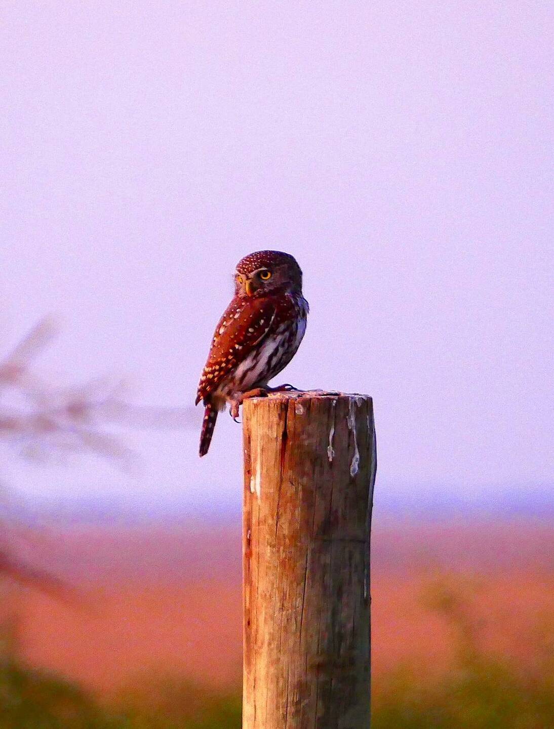 Pearl spotted owlet