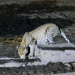 Thirsty leopard