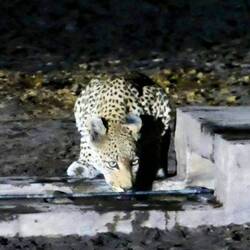 Thirsty Leopard