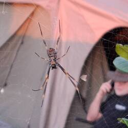 Another 'close up and personal' golden orb spider