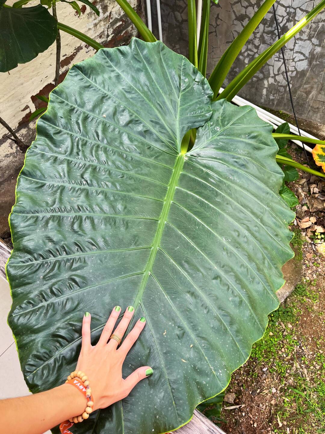 Giant Taro