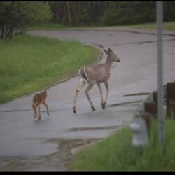 Very common sight in Gore Bay. I borrowed this from the town website.