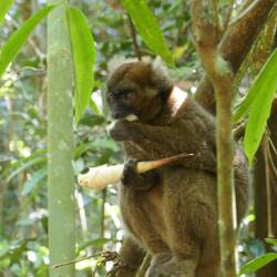 Großer Bambuslemur