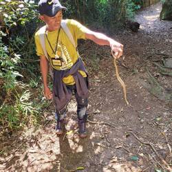 Mimophis