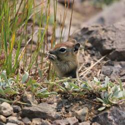 Least Chipmunks