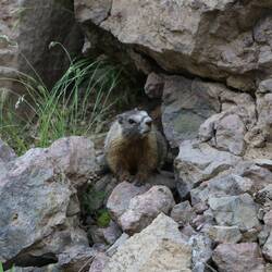 Yellow-Bellied Marmot