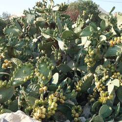 überall riesigi Kakteä