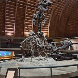 "Mating Procress"🤭