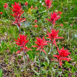 Red Indian Paintbrush (?) flowers along trail