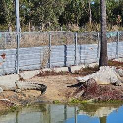 Saltwater Crocodiles