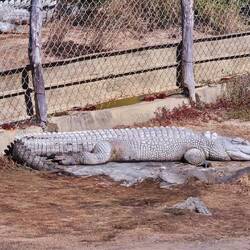 Saltwater Crocodiles