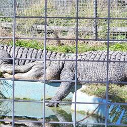 American Alligators