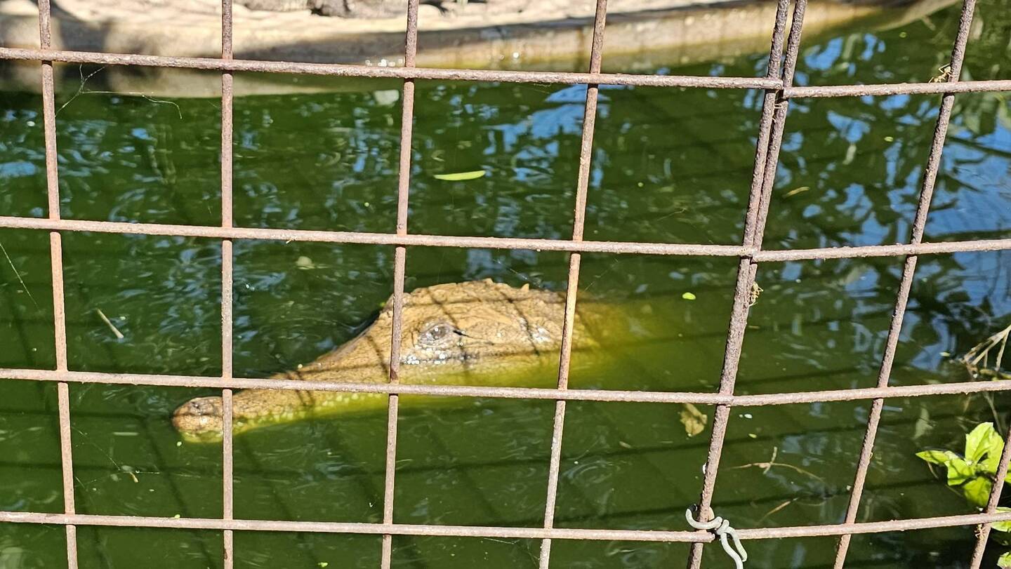 Freshwater Crocodile