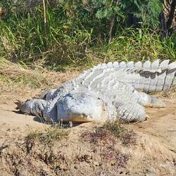 Saltwater Crocodiles