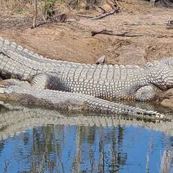 Saltwater Crocodiles