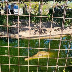 Freshwater Crocodiles