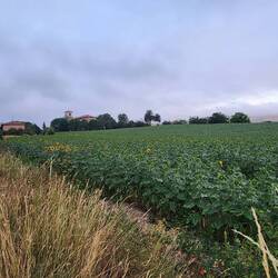 more sunflowers