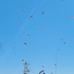 The Catch of the Day wird geliefert