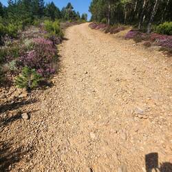 pretty purple amongst the rocks