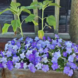 Pretty flowers at tonight's restaurant.