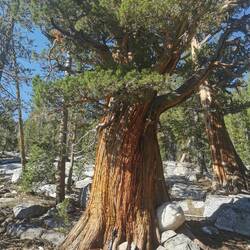 Der Arme muss Steine sch.....