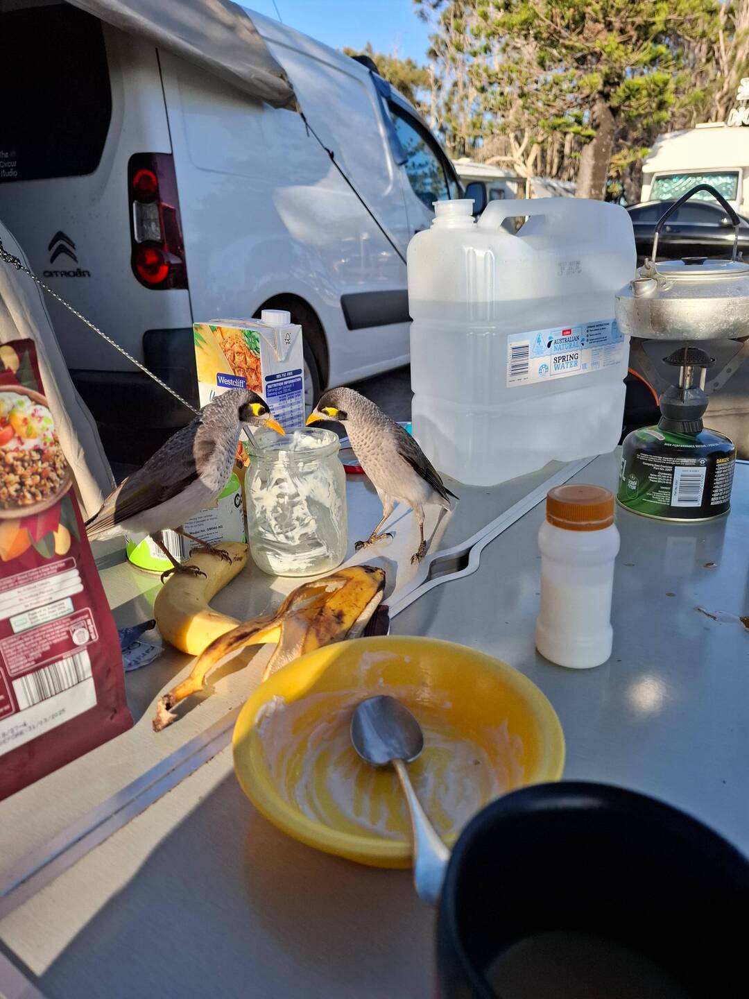 Minah birds are not shy!