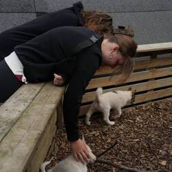 Ff husky farm natuurlijk