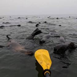 Auch Rückenschwimmer sind dabei
