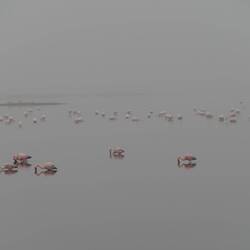 Flamingos im Nebel