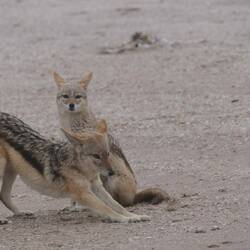 Schakal im herabschauenden Hund