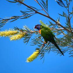 Local lorikeet