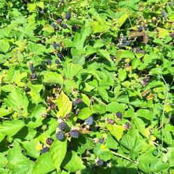 Brombeeren am ehemaligen Bahndammm