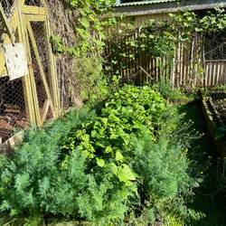 Veg garden at Poiciana cottages