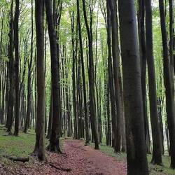 through the forest, Troppberg