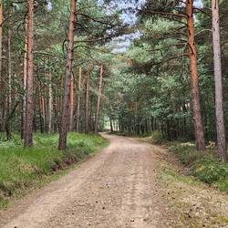 more pine trees and flies