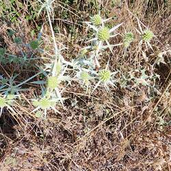 Eryngium campestre: Interesting thistle