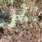 Eryngium campestre: Interesting thistle