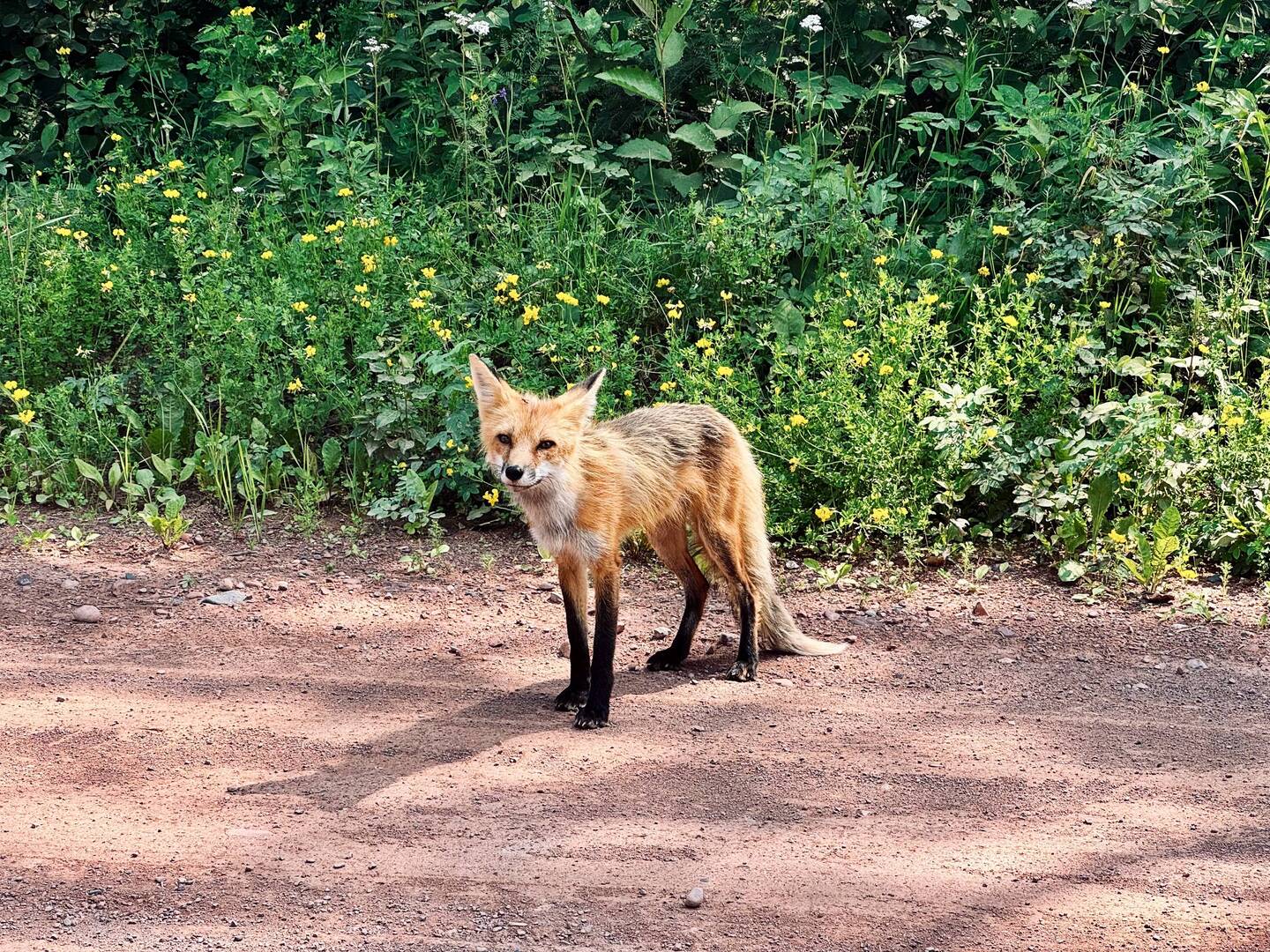 Auf dem Weg zum Sleeping Giant noch einen Fuchs gesehen