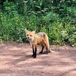 Auf dem Weg zum Sleeping Giant noch einen Fuchs gesehen