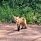 Auf dem Weg zum Sleeping Giant noch einen Fuchs gesehen