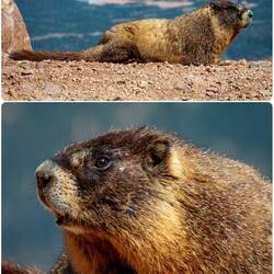 Yellow-bellied marmot — at the summit.