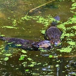 Beavers ❤️