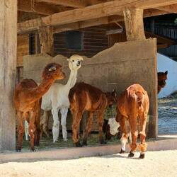Alpacas 🦙