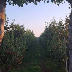 ...vorbei an einer Birnenbaum Plantage...