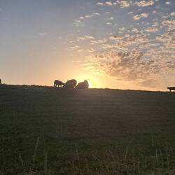 ...Schaafe als schönes Sonnenaufgang Sujet....