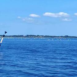 Strynø mit Hunderten von Schwänen