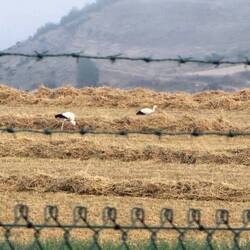 Wow! Three storks in the field!