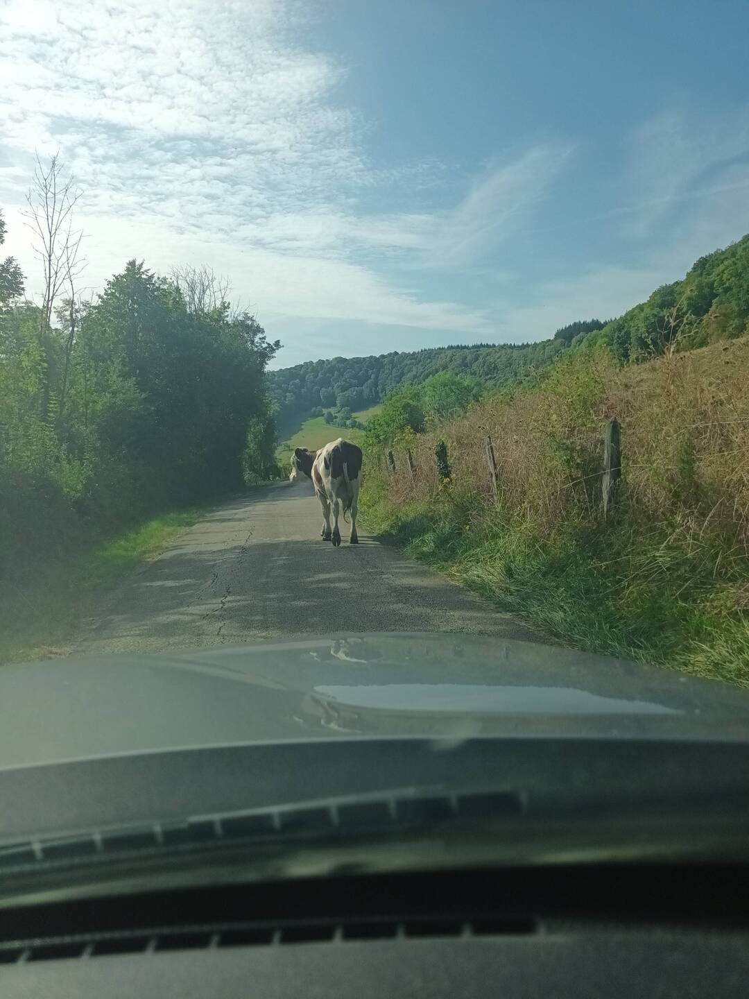 Une vache au milieu d'une belle campagne...